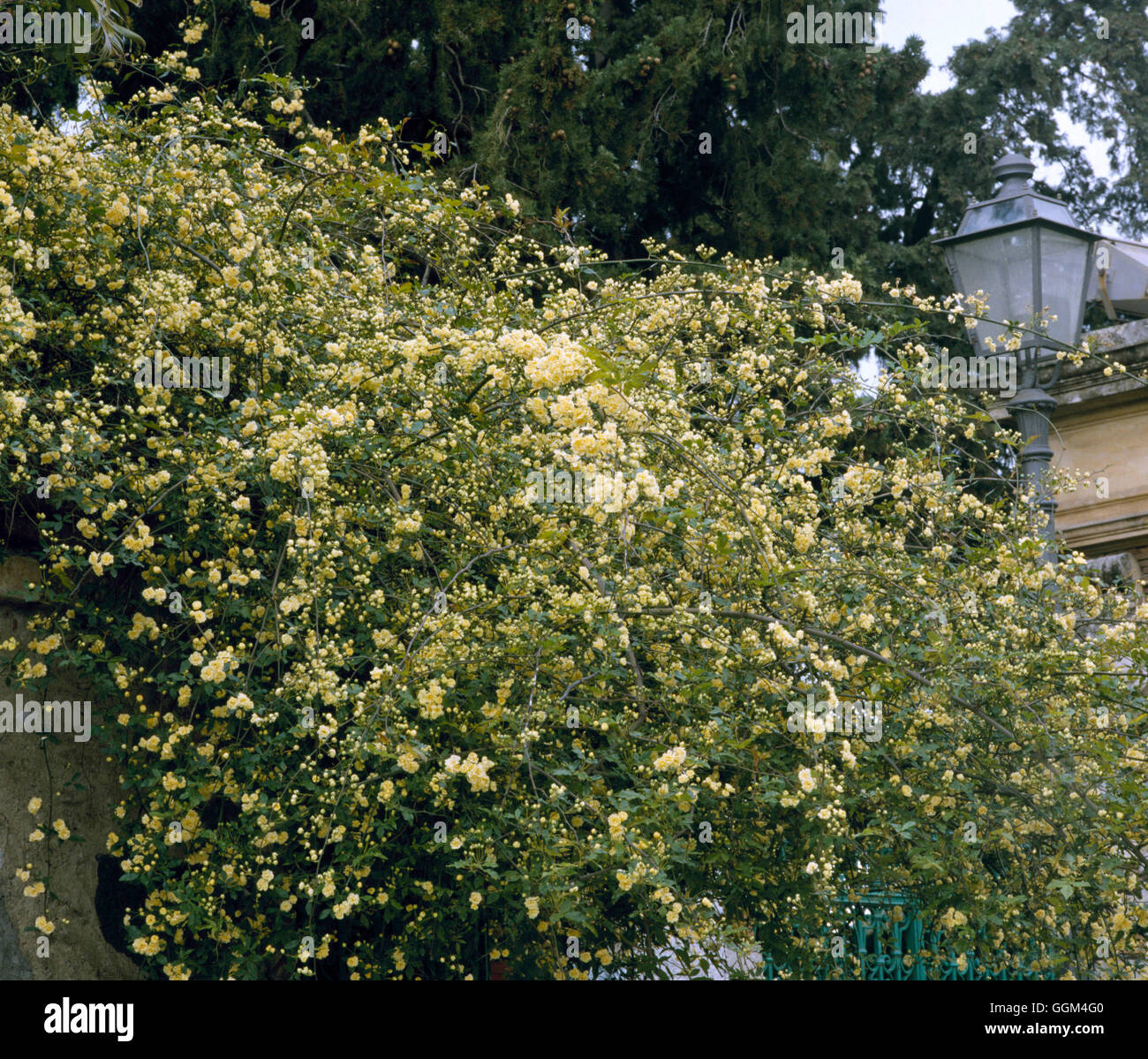Rosa banksiae - `Lutea' AGM Yellow Banksian (Rambler)'''''   RRB058715  ' Stock Photo